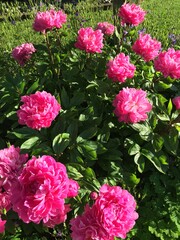 Pink Peonies in the Garden
