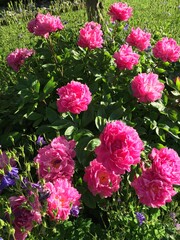 Pink Peonies in the Garden