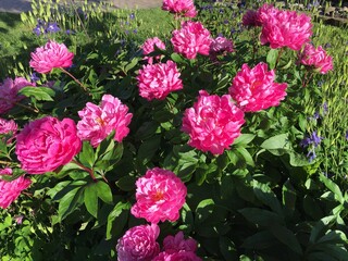 Pink Peonies in the Garden
