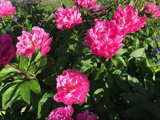 A Garden Full of Red Peonies