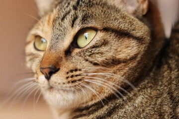 Close-up portrait of young tabby cat, looking at something
