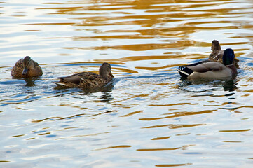 Wild ducks on a forest lake.