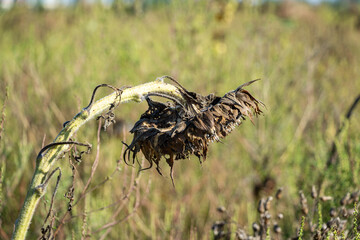 Natural yellow sunflowers, dying sunflowers, dry, close-up.Picturesque fields of ripe sunflowers.
