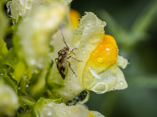 Tarnished plant bug (Lygus lineolaris)