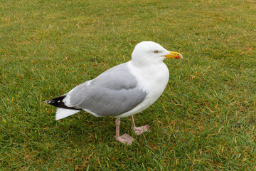 Beautiful and funny seagull on green grass. Close up view of white bird seagull on green grass.