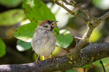 Eurasian tree sparrow (Passer montanus)