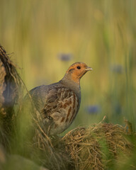 grey partridge in biebrza national park  in Poland