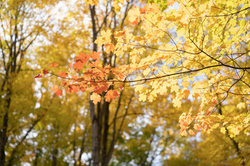 Beautiful Autumn Leaves at Horseshoe Resort in Ontario Canada