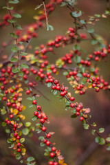 autumn red berries on a branch