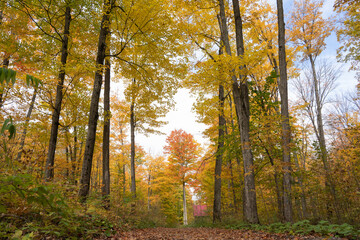 Beautiful Autumn Leaves at Horseshoe Resort in Ontario Canada