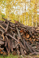 Fototapeta na wymiar Piled tree logs in forest. Stacks of cut wood. Wood logs, timber logging, industrial destruction. Forests illegal Disappearing. Environmetal concept, illegal deforestation.