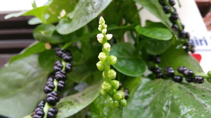 Buah Angkung (Malabar Spinach) in garden