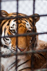 Portrait of a sad tiger resting through metallic fence in the zoo