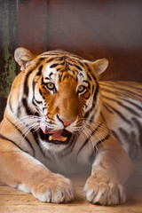 Portrait of a sad tiger resting through metallic fence in the zoo