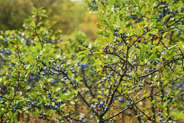 Prunus spinosa, blackthorn or sloe berries background.  Fresh blackthorn berries with twig, branch and leaves. Autumn wild fruit harvest.