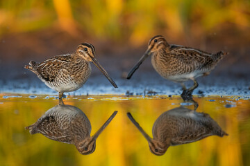 Common snipes in Biebrza national Park in Poland