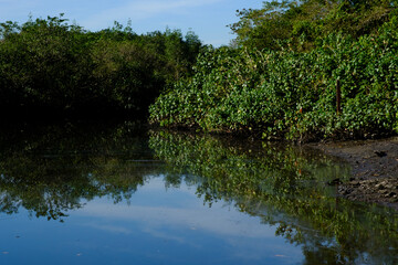 the river in the forest