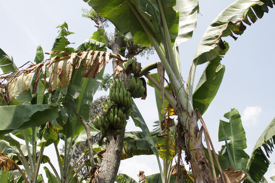 Banana tree with bunch of growing ripe green bananas. Bunch of green banana. Banana trees around the village. Banana Plantation. Bananas field