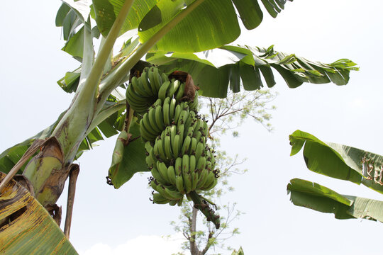 Banana tree with bunch of growing ripe green bananas. Bunch of green banana. Banana trees around the village. Banana Plantation. Bananas field