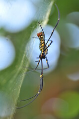 spider on a spider web.