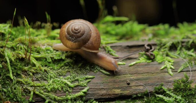 Land Snail crawling over  moss on a log