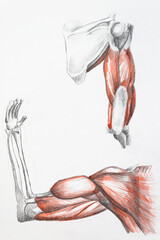 hand's muscles painting with pencils. Art of human muscles. Red and black painting. Medical illustration