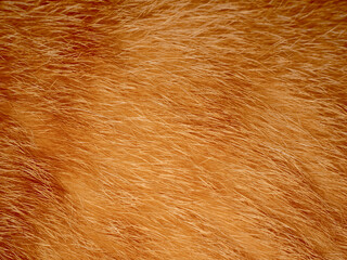 Closeup hair of orange cat