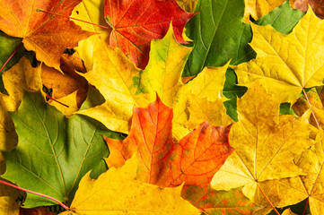 Multicolored autumn leaves. Background from yellow, green and red maple foliage