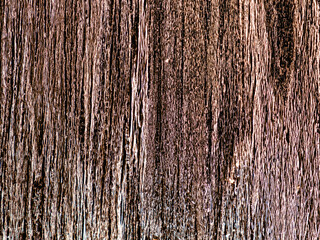 Obraz premium Surface of dry wood in closeup
