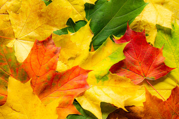 Multicolored autumn leaves. Background from yellow, green and red maple foliage