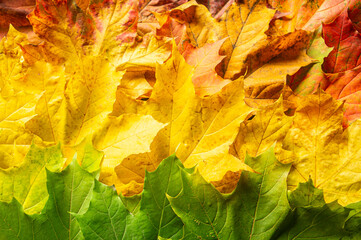 Multicolored autumn leaves. Background from yellow, green and red maple foliage