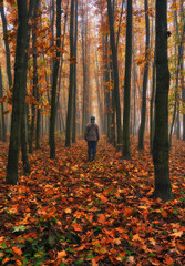 Man walking in fantasy autumn forest. Silhouette of a man in a dark and foggy forest