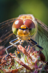 Close-up facial of a Common Female Darter Dragonfly in Northumberland, North East England.