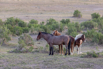 Wild Horses in the Utah Desert