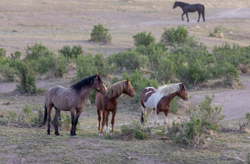 Wild Horses in the Utah Desert