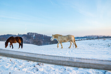 Naklejka premium horses in snow