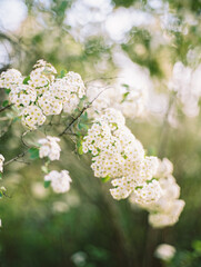 amazing blossom of white spring flowers at the garden