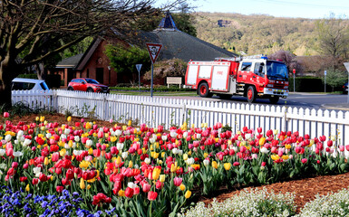 Tulip Garden in Corbett Gardens with fire and rescue 
 car in the street as background