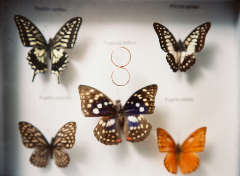 Collection of butterflies with inscriptions under glass. Wedding rings with butterflie's backgroung.