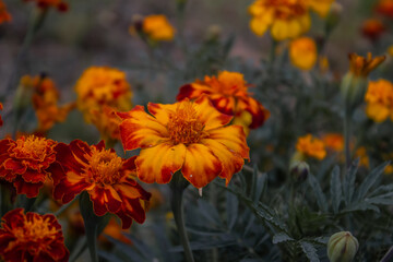 Marigold flowers on cold green background