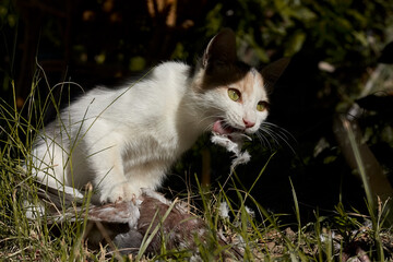 Tree colored young domestic cat bites a captured pigeon on green grass in the garden. Cat predator and dove.