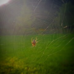Spinne