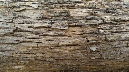 Bark texture. A beautiful texture shot up close on a tree. The beauty of a natural work