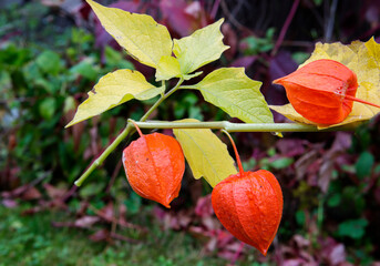 Winter Cherry (Physalis).
 The fruit-berry of physalis is enclosed in a box similar to a Chinese...