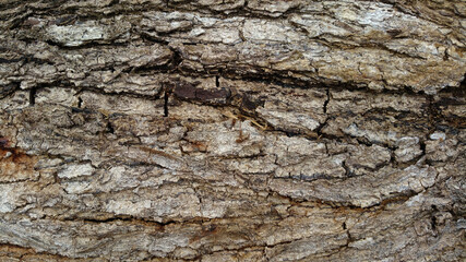 Bark texture. A beautiful texture shot up close on a tree. The beauty of a natural work