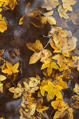 Autumn leaves in puddle. Autumn rainy weather. Autumn background.