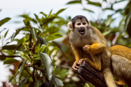 Angry Squirrel Monkey shouting and calling while perched on a wooden branch in a zoo enclosure 