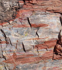 Jasper rich petrified wood in Petrified Forest National Park, Arizona, result of silica rich minerals entering the wood during burial.