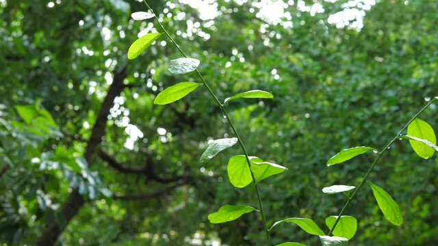  (OPILLACEAE :Melientha suavis)Wild Born Vegetables, Organic Vegetables, Forest Green