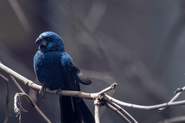 Soft focus portrait of an exotic dark blue Tropical Bird perched on a tree branch